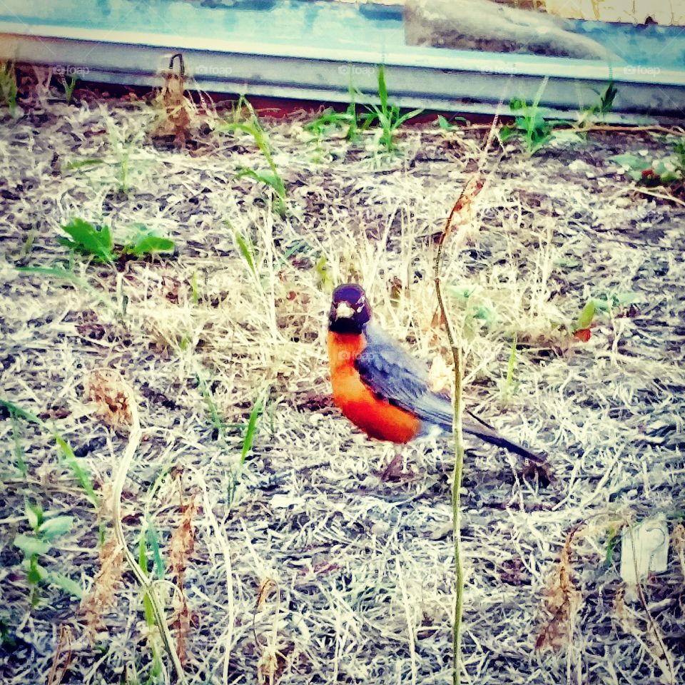 Pretty bird, Robin.