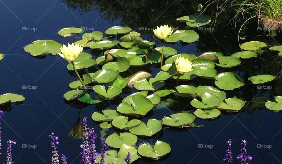 Lily pads water garden