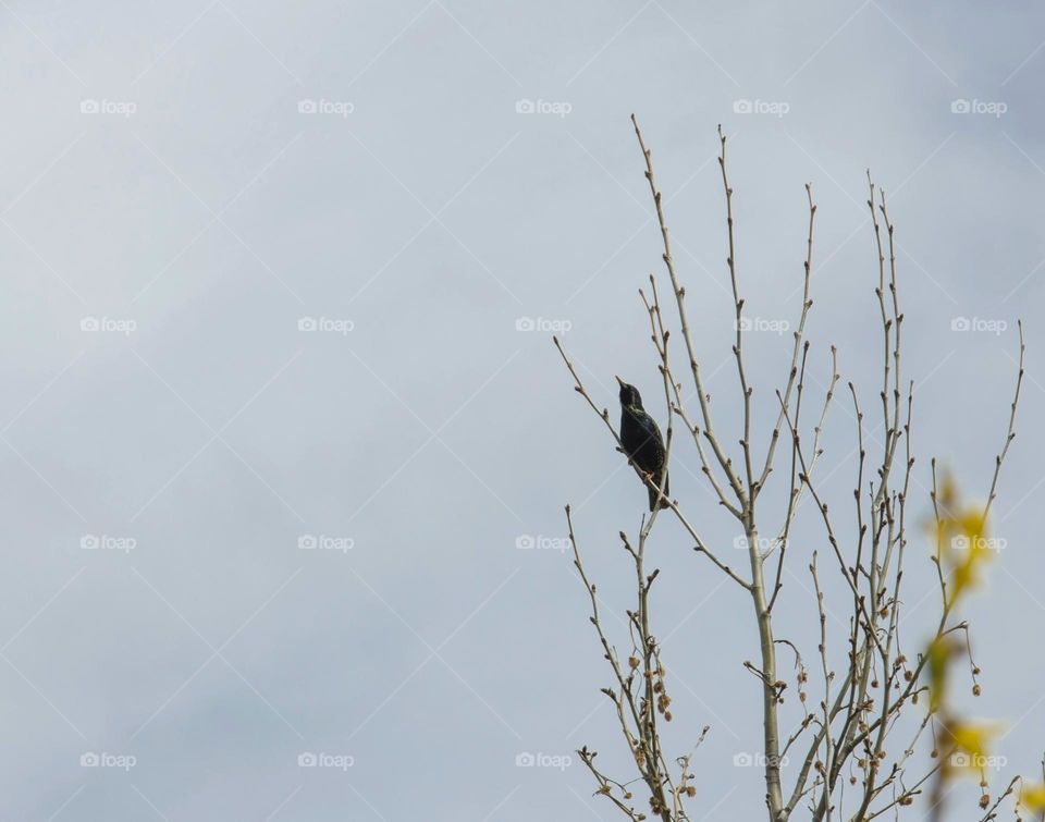 Bird on the tree 