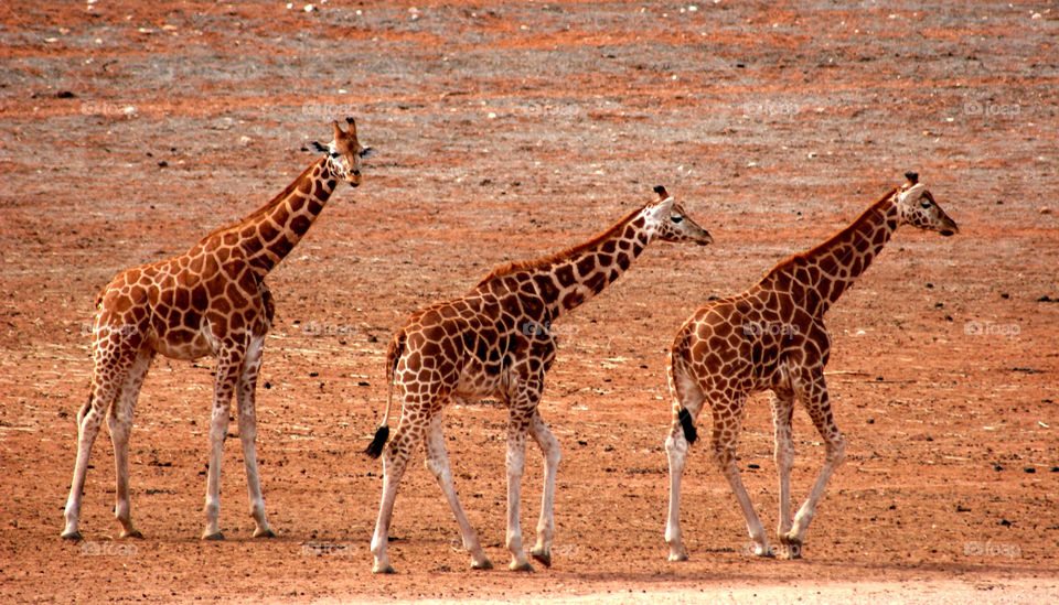 Portrait of giraffe on landscape