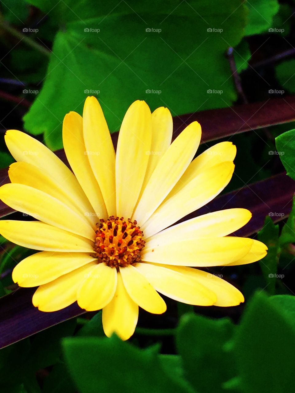 Yellow flower . Plants 