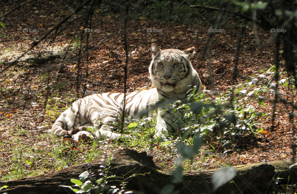 White tiger sun bathing