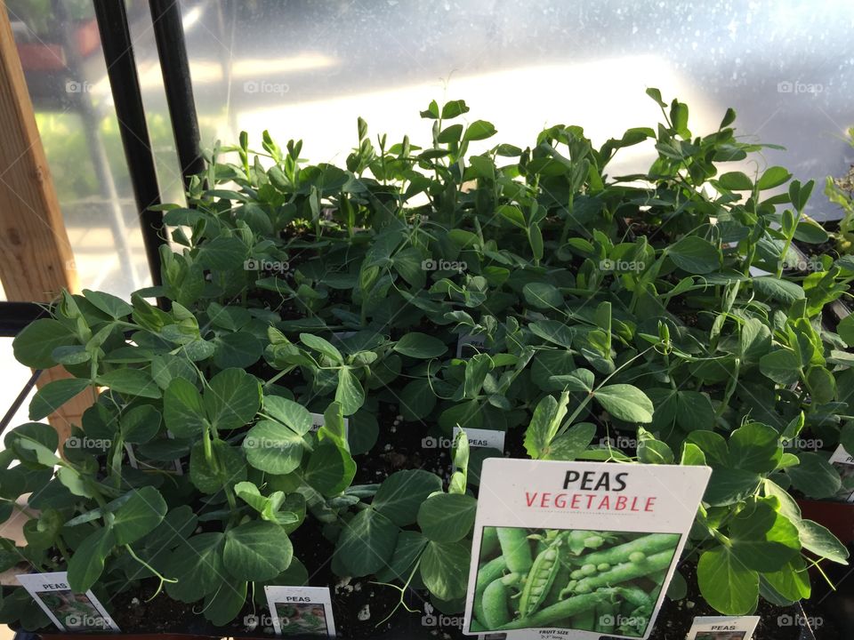 Peas
Plants
Vegetable 