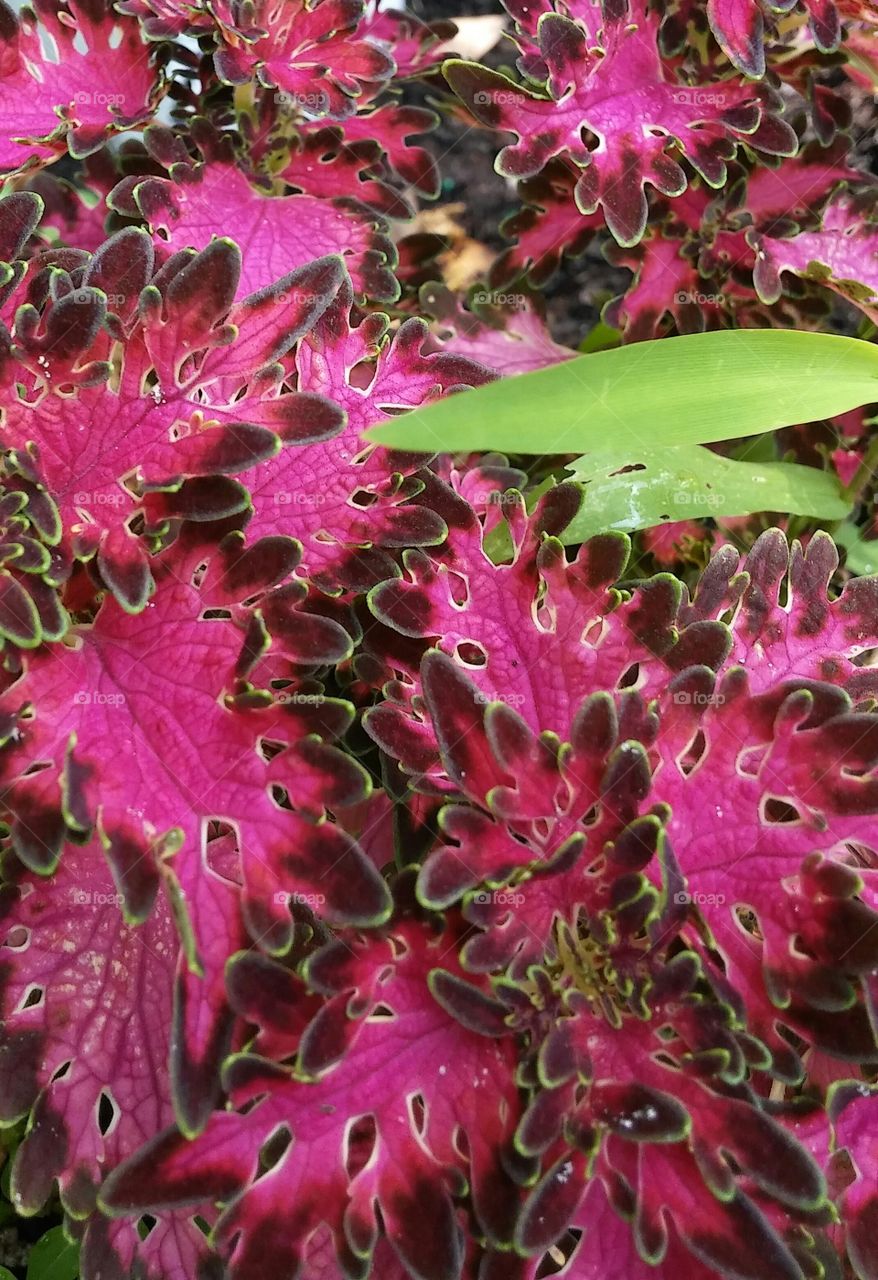 Coleus Plant