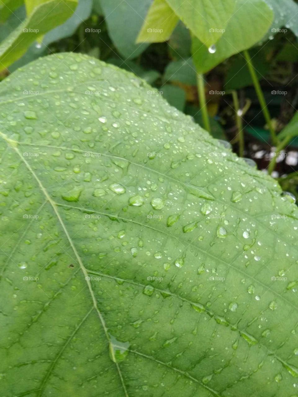water drop in the green leaves