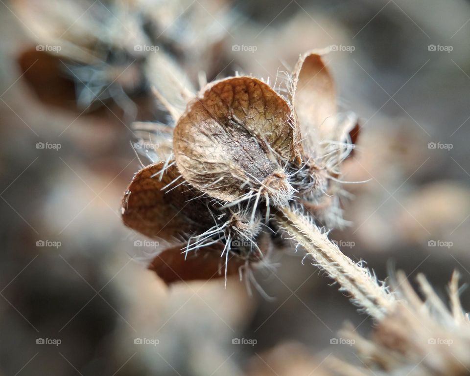 dry basil flower