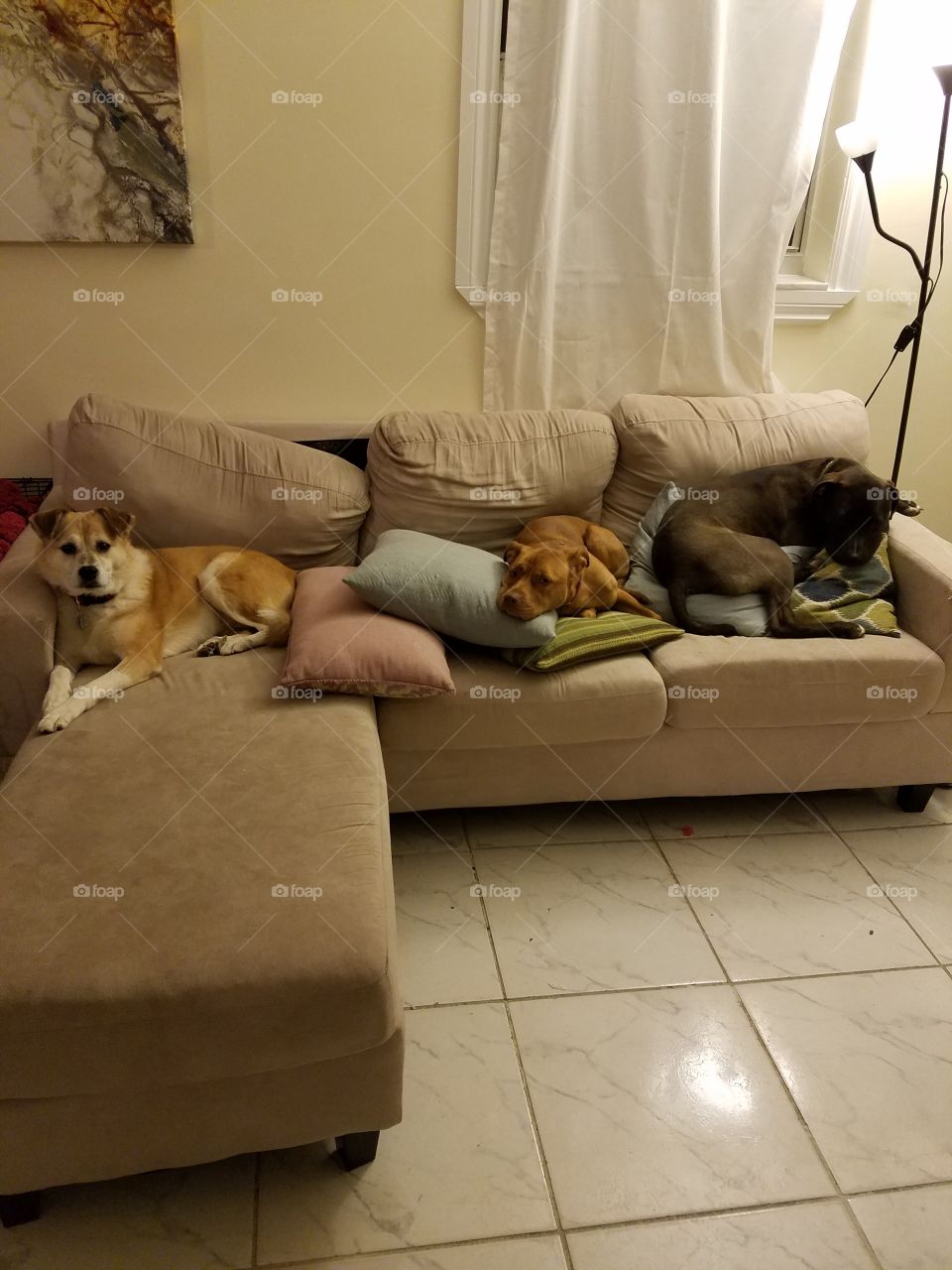 3 dogs and their perch.