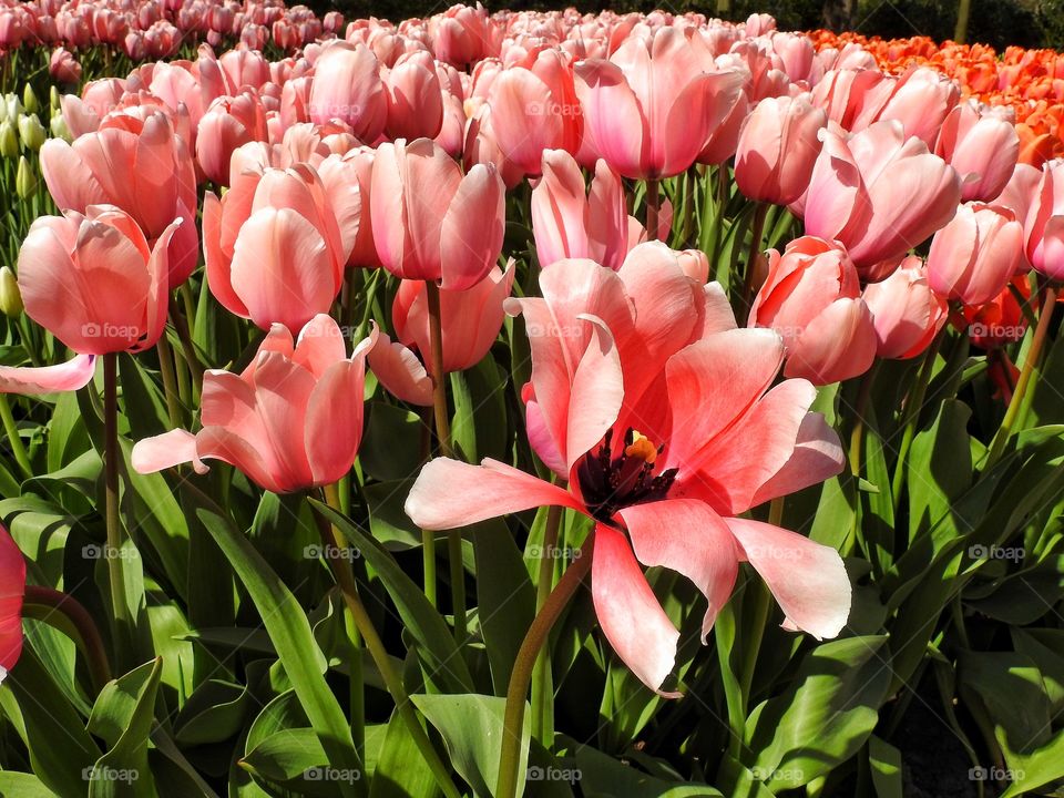 Pink tulips blooming in field