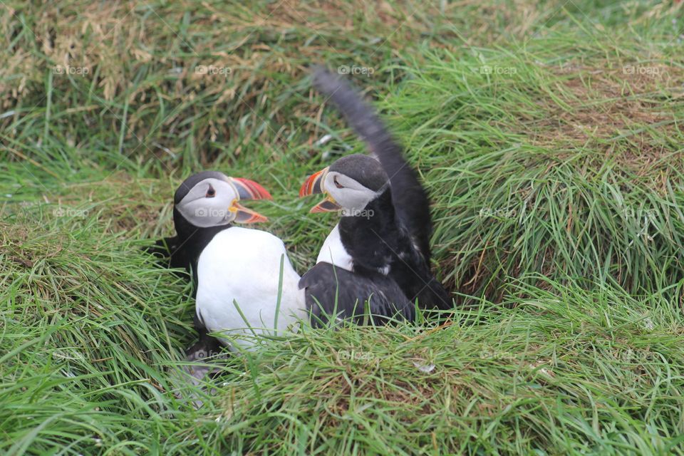 Arguing Puffins