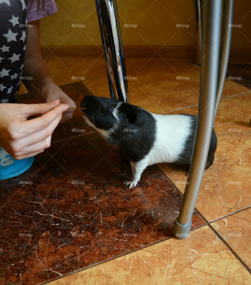 Guinea pig pet funny portrait eating and girl