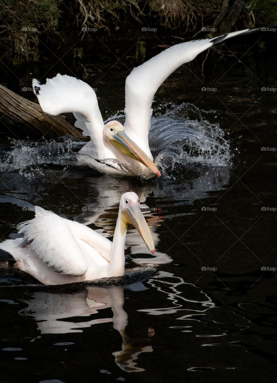 springtime for humans and springtime for wildlife also. Its love in the air and playtime for this two pelicans