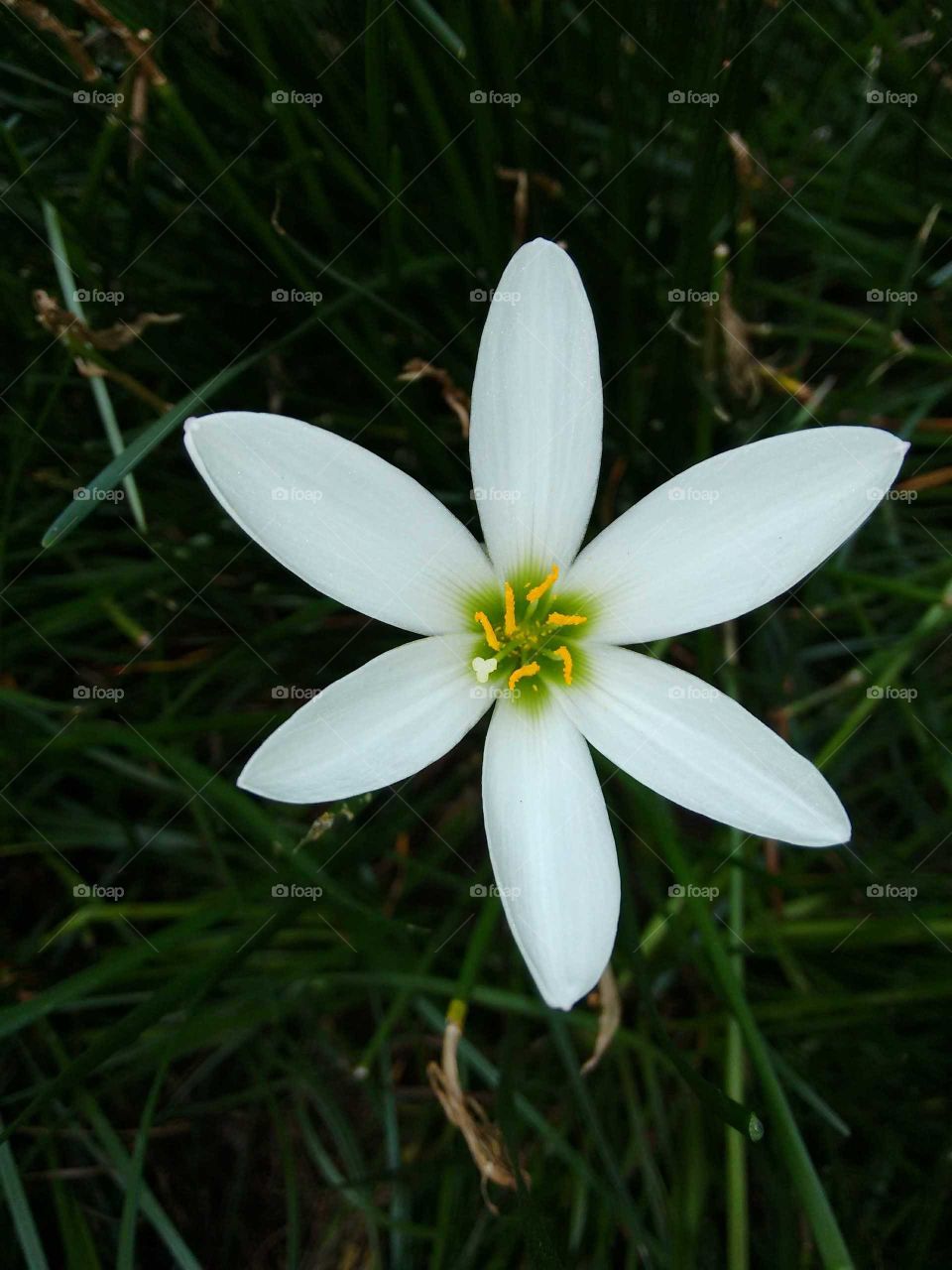 white flower wd dark background