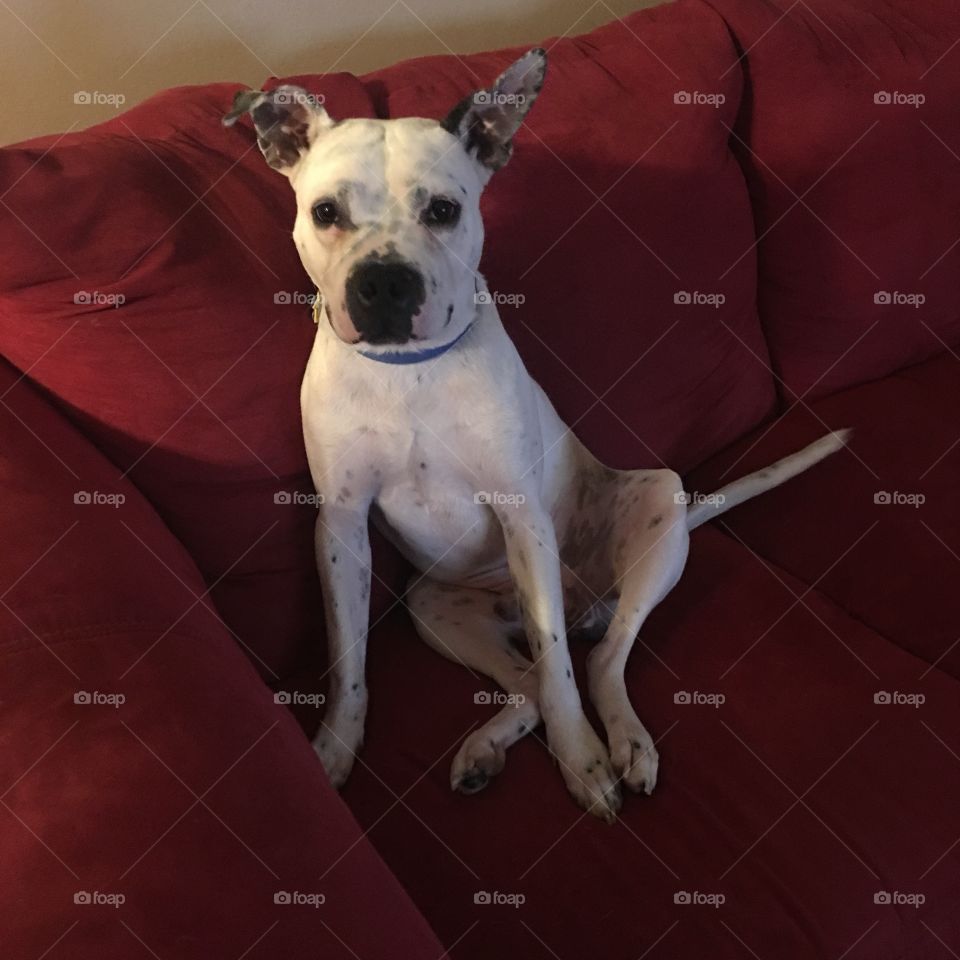 My rescue dog, Dylan, is permanently smiling. There's never a photo without his big goofy smile! 