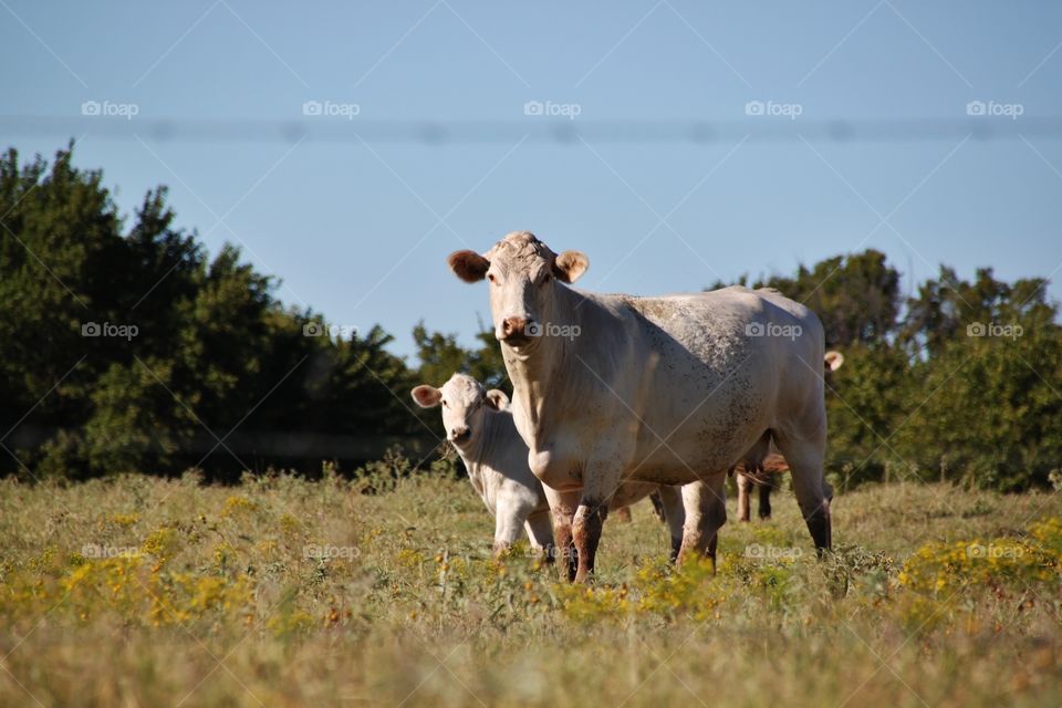 Close-up of cow and calf in meadow