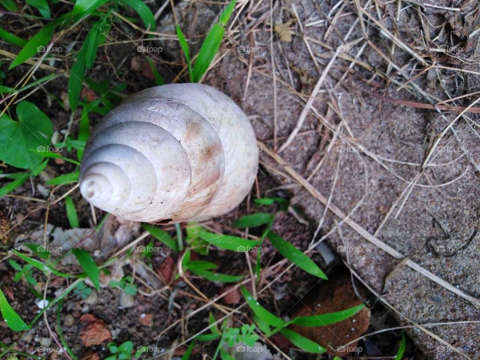 snail shell