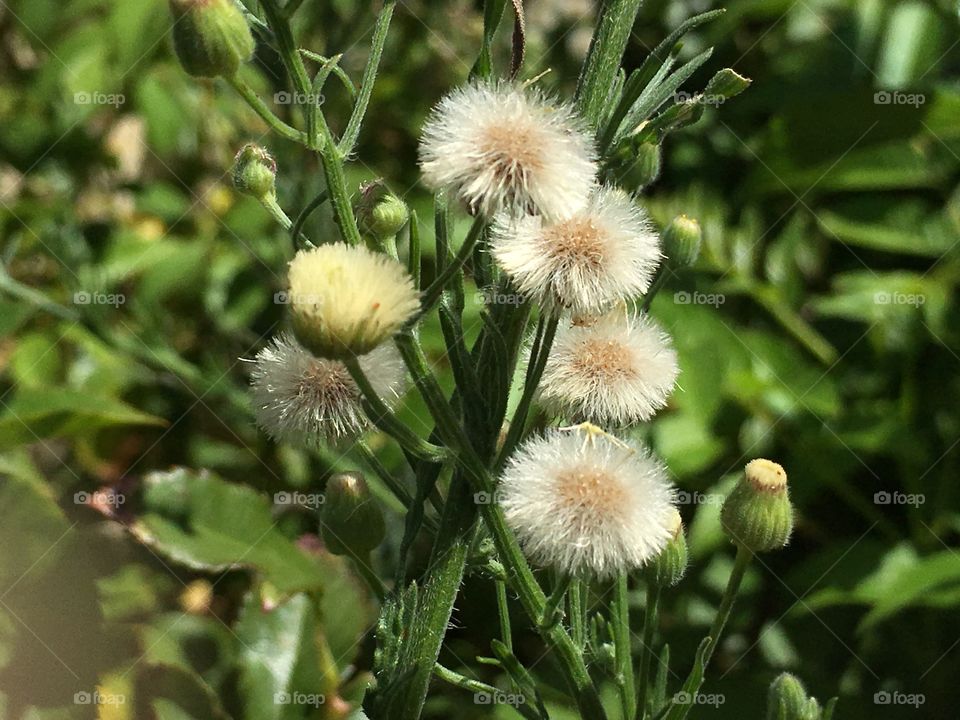 Beautiful weeds also herald in Spring and rather than lament their presence, see the beauty of weeds