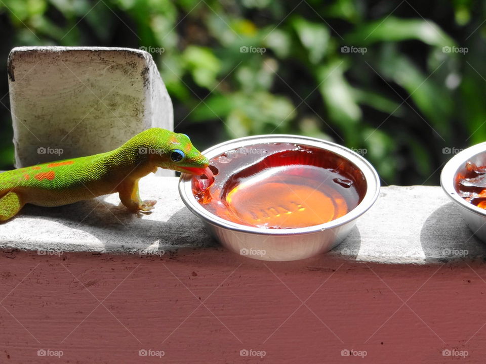 Gecko and jam