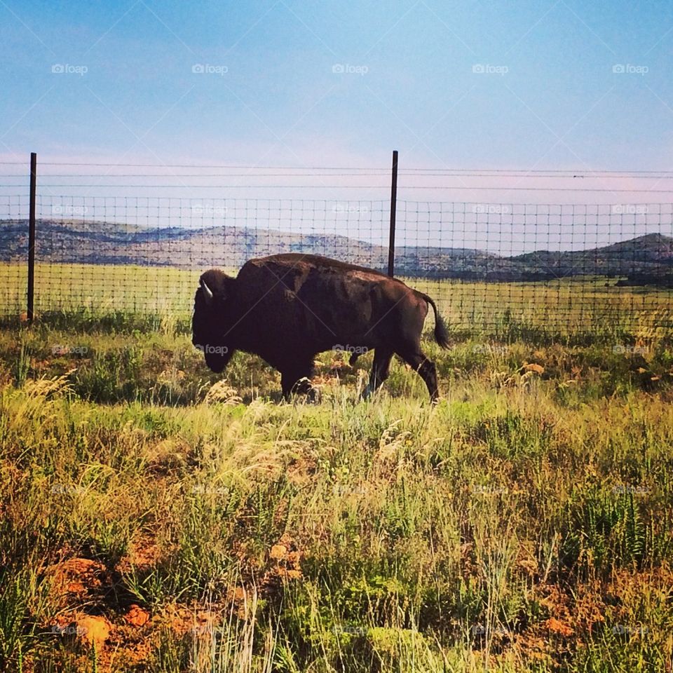 Where The Buffalo Roam