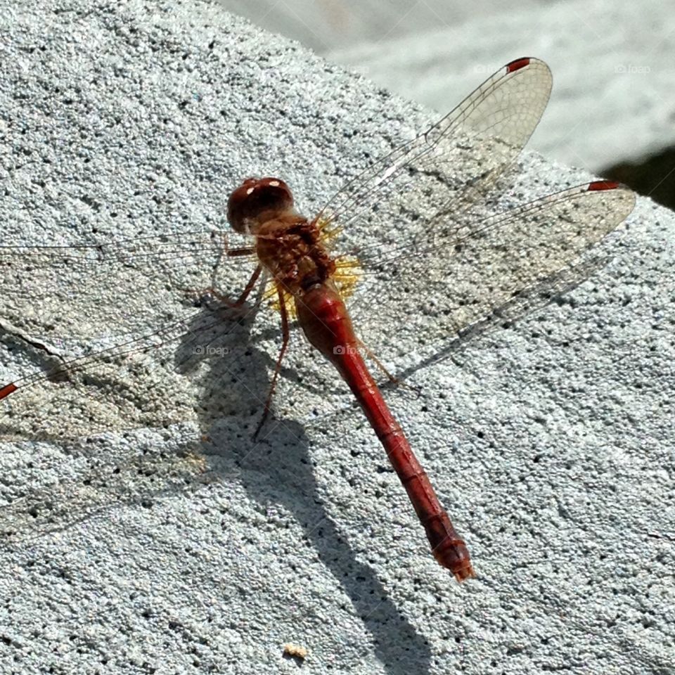 Dragonfly red in color seen on the cement step.