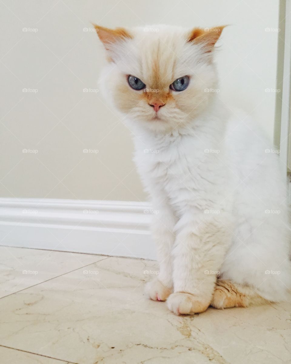 I see you!. Cat watching 