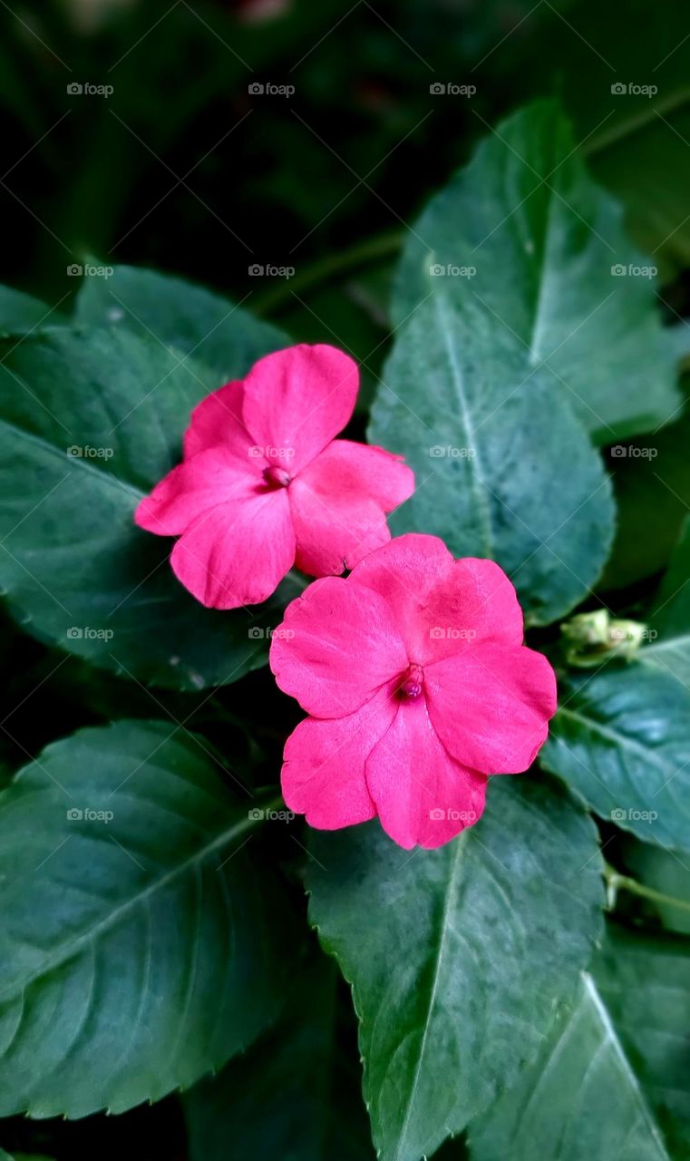 Impatiens hawkeri is a species of plant in the family Balsaminaceae