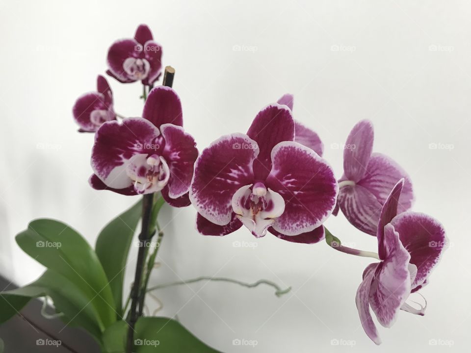 My blooming orchids 