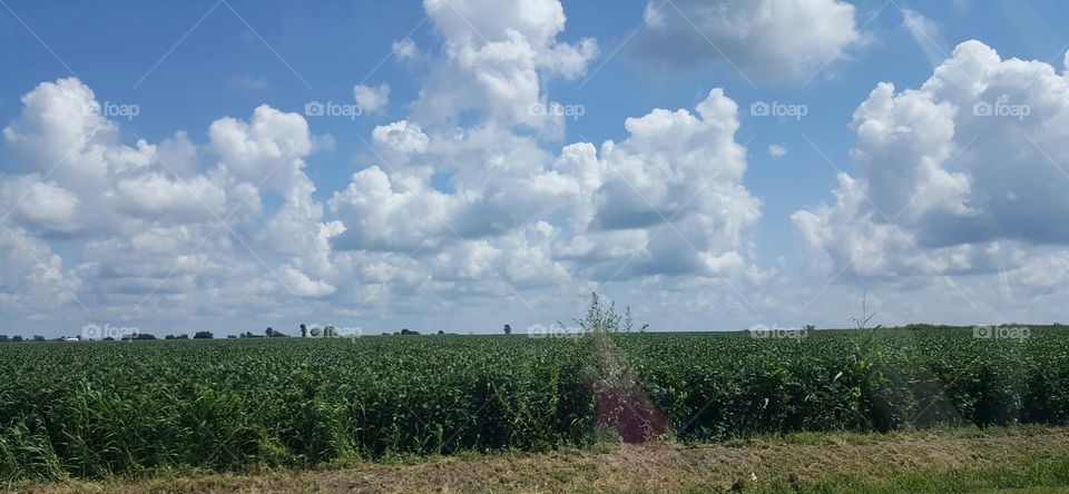 Clouds and corn