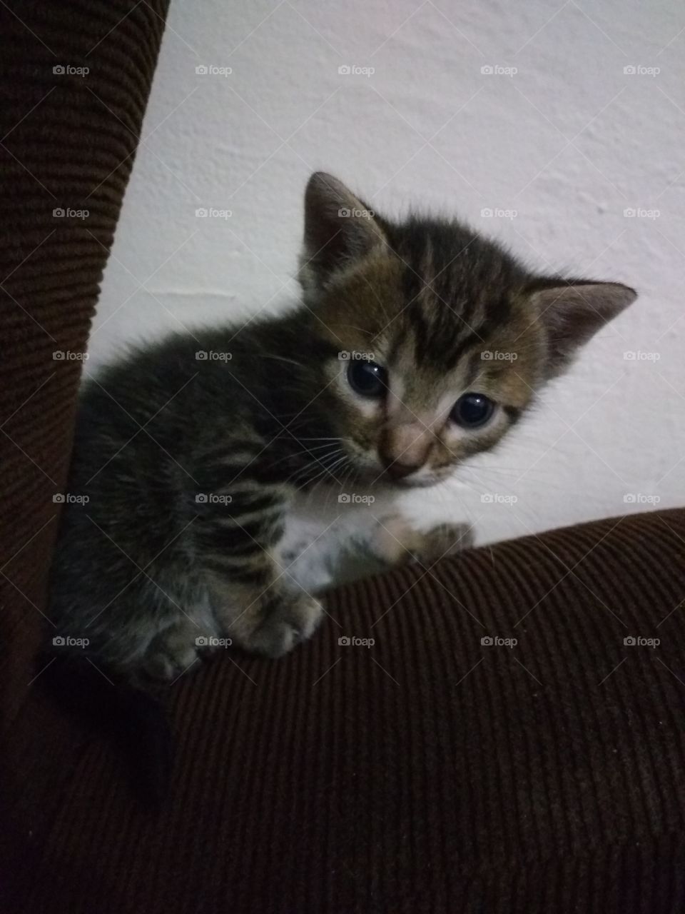 kitten