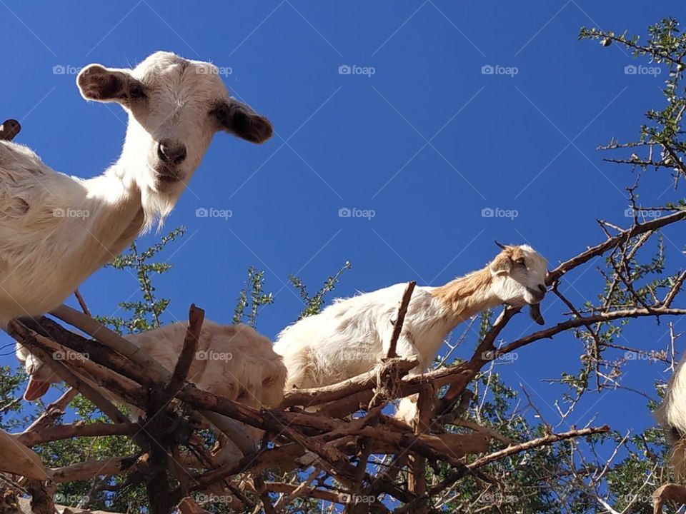 Beautiful goats  looking at my camera.