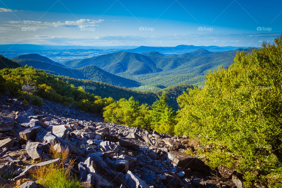 Scenic view of nature