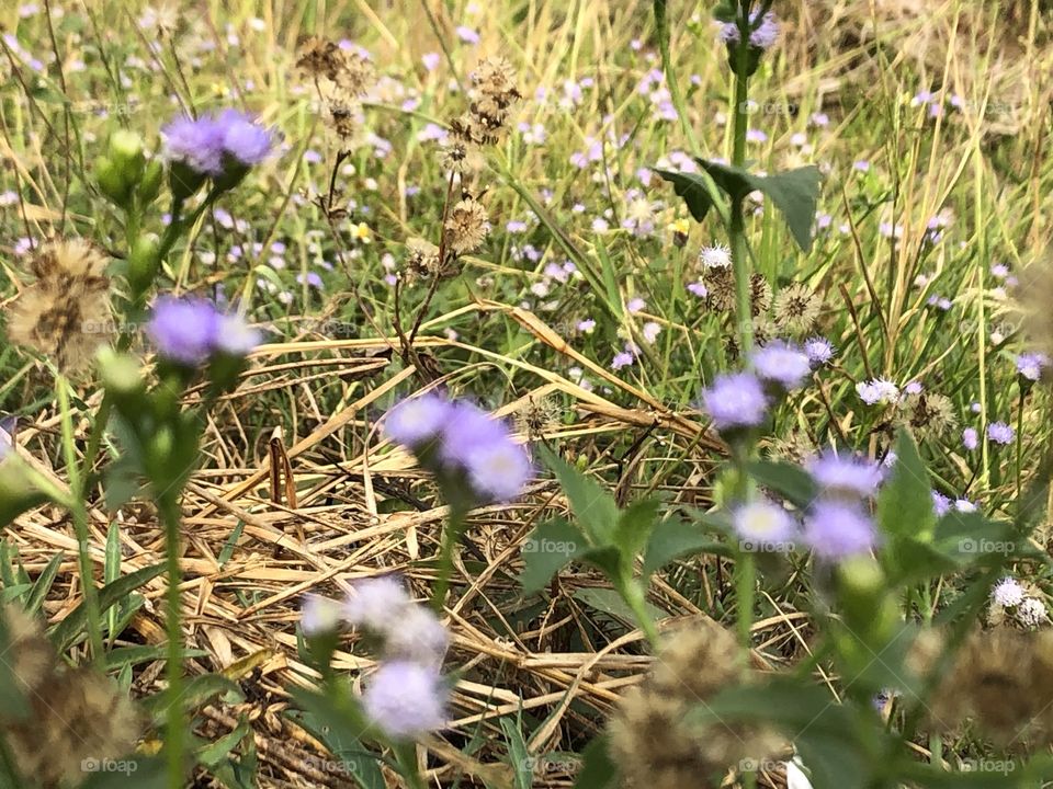 Plants around us.