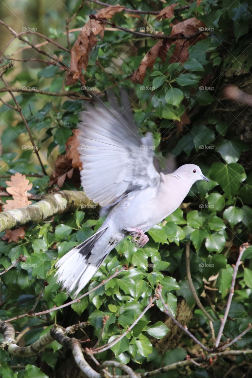 Dove in flight
