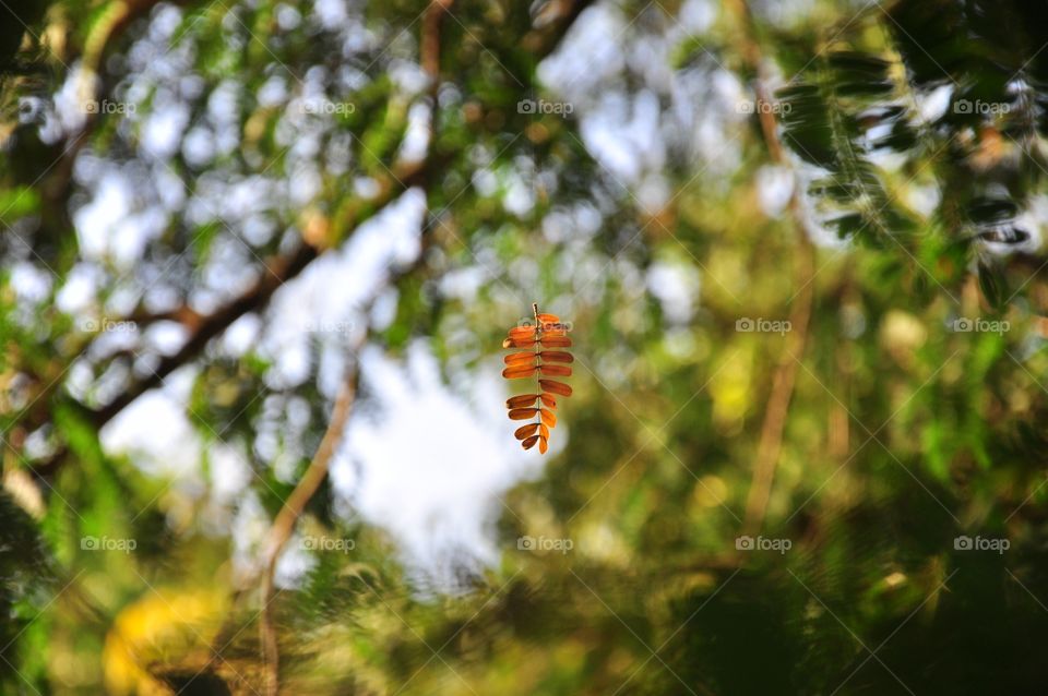 Insect, Nature, Tree, Flower, Outdoors