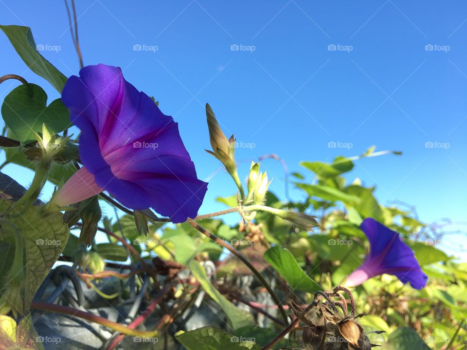 Purple flowers and blue sky