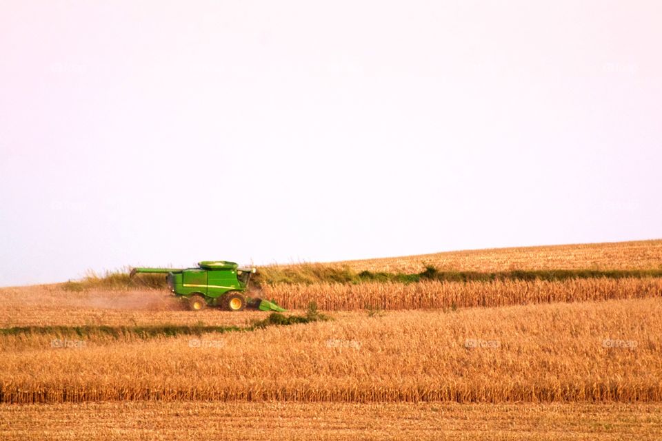 Green combine harvesting corn in a terraced field in early autumn