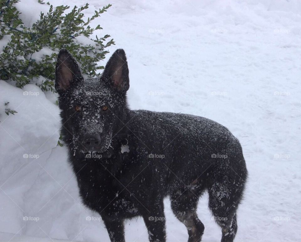 Beautiful contrast between a black German Shepherd and the white snow. 