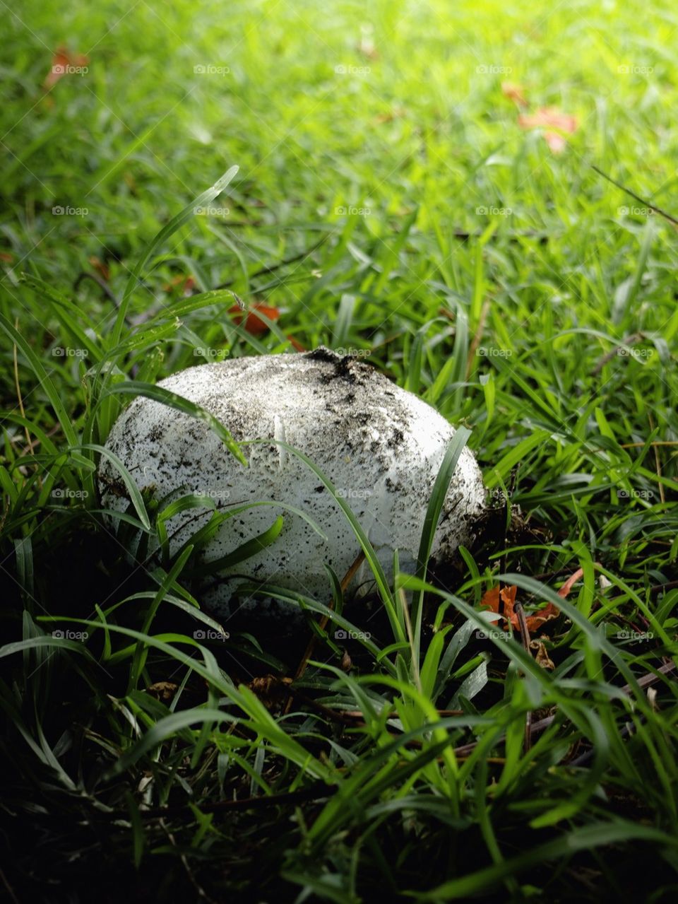 Mushroom in the Field