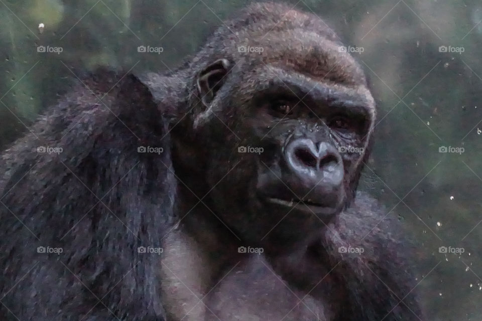 Gorilla 