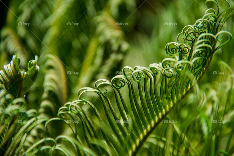 curly leafs