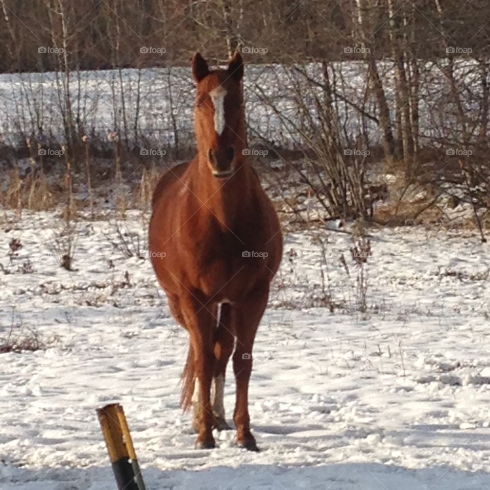 Beautiful horse in a winter scene 