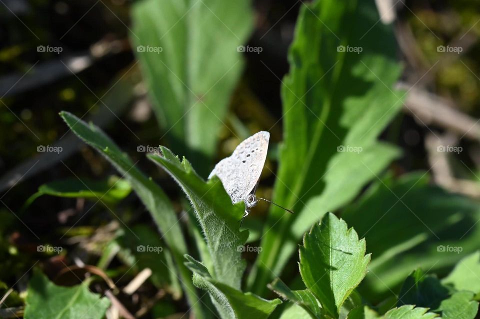 Beautiful and cute butterfly