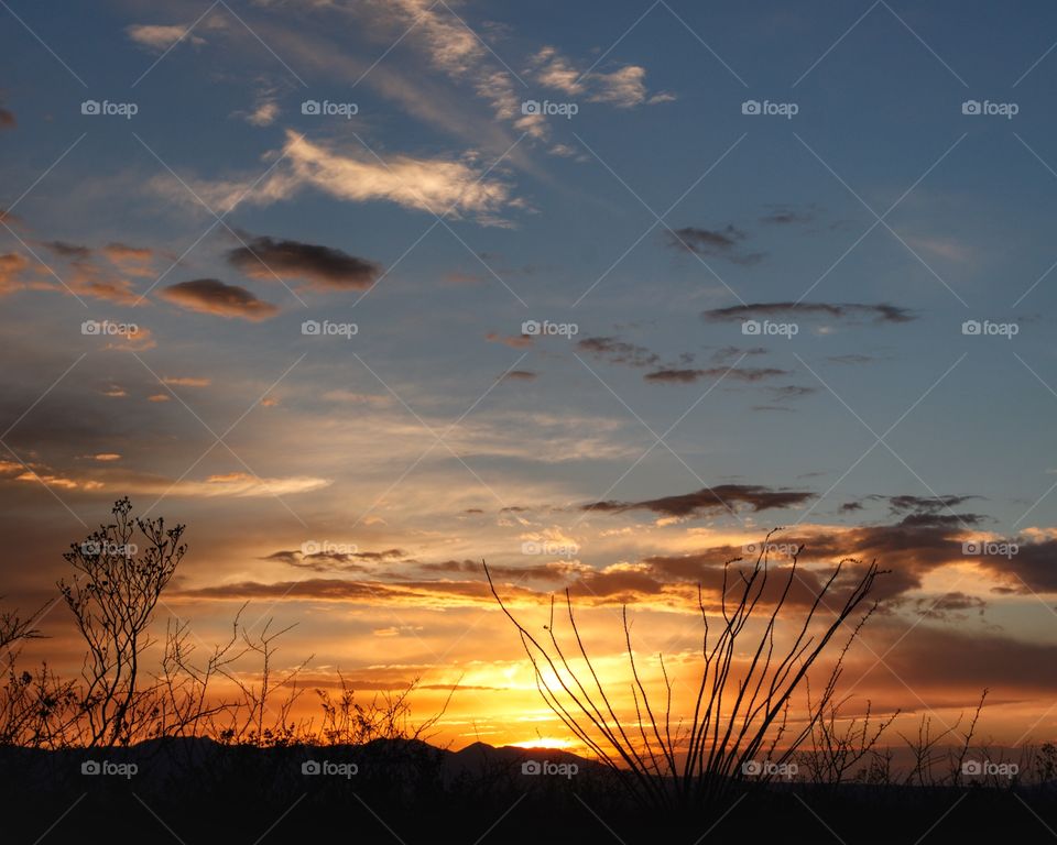Ocotillo Sunset