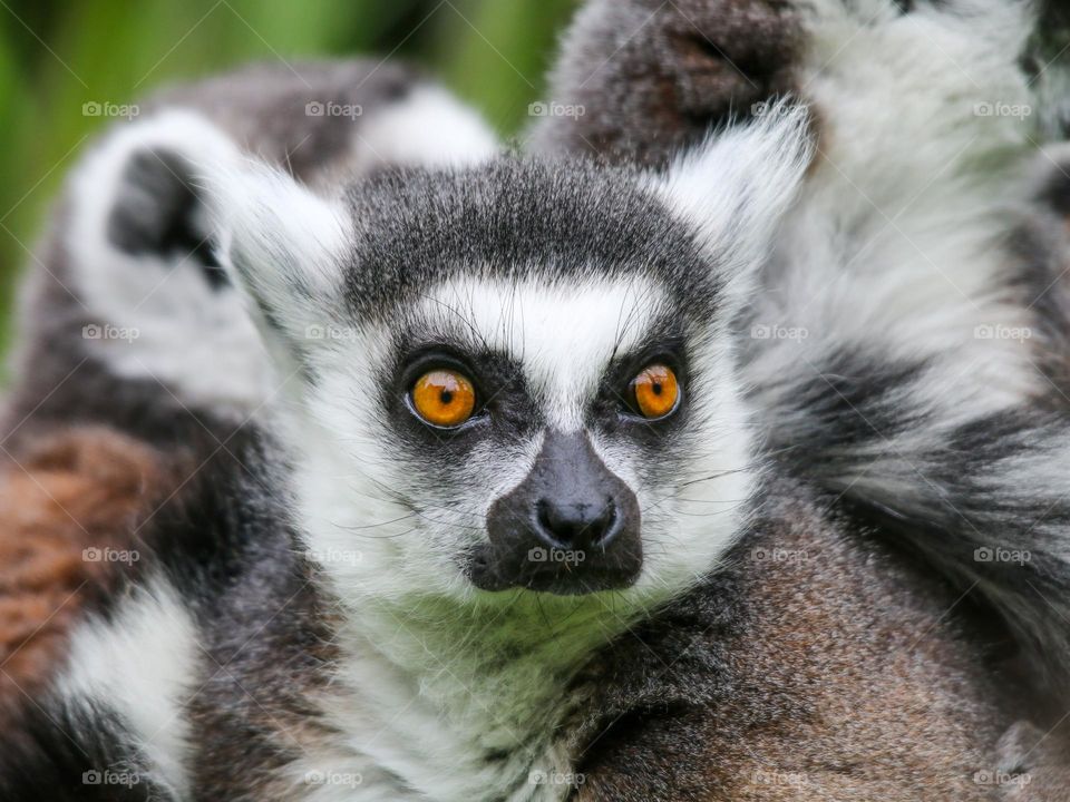 Lemur close up portrait