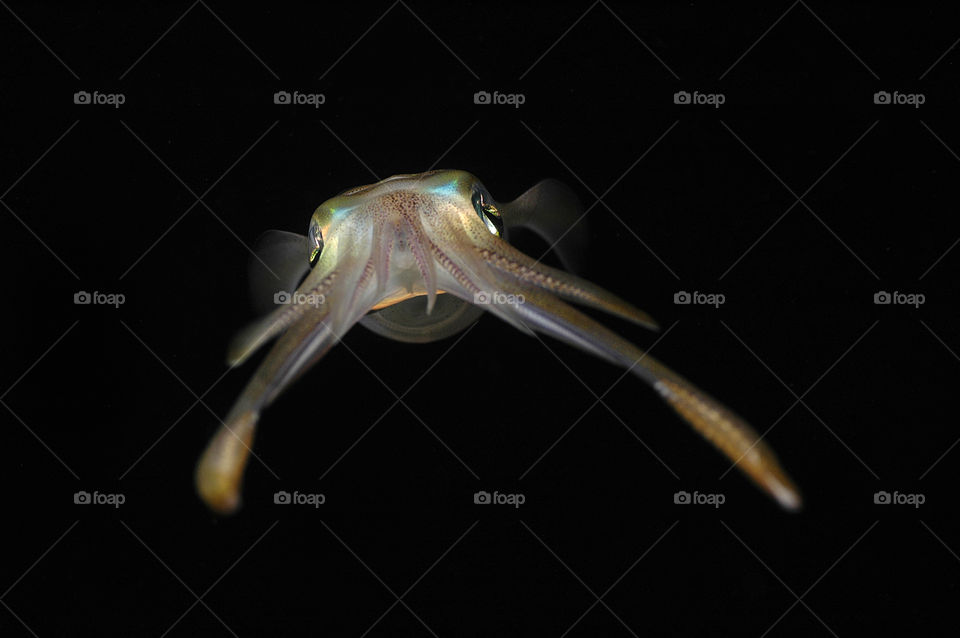 nature life wildlife squid by yahavesh