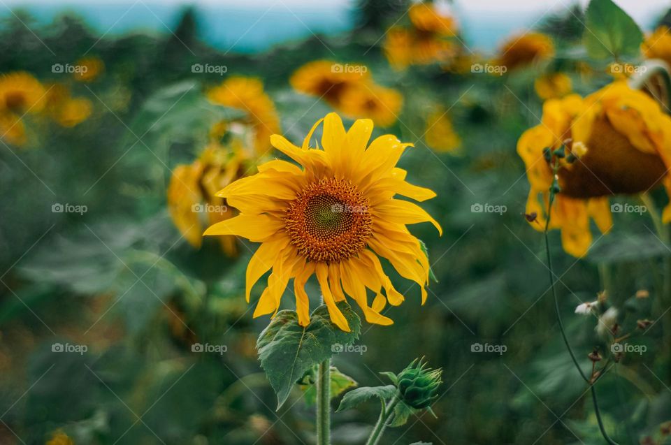 Sunflower growing 