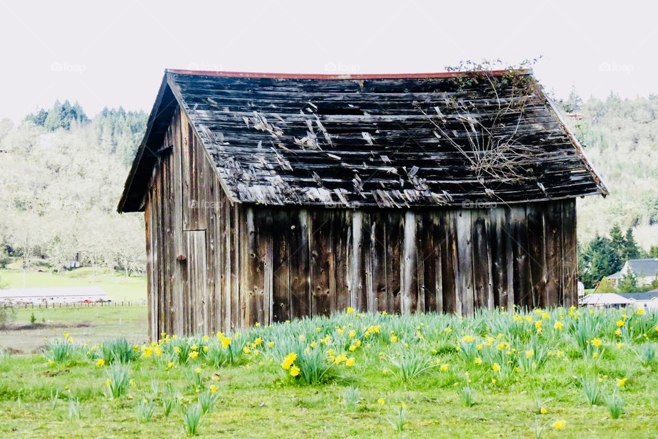 Old Weathered Shack In A Field With Early Spring Daffodils. 