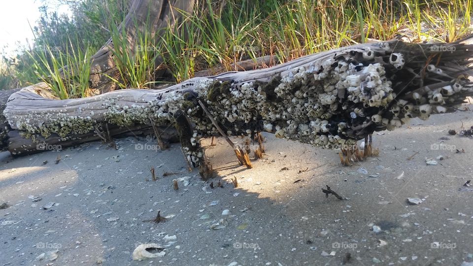 Barnacle covered log...