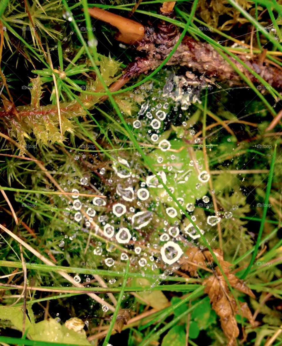 Dew on The Spider - Web