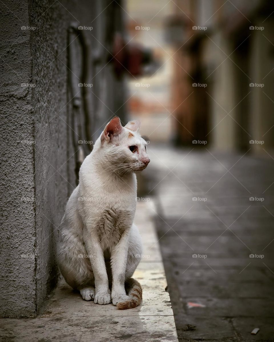 "The ideal of calm exists in a sitting cat."