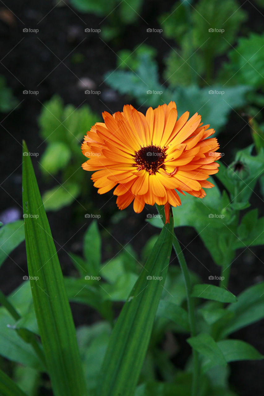 Calendula flower